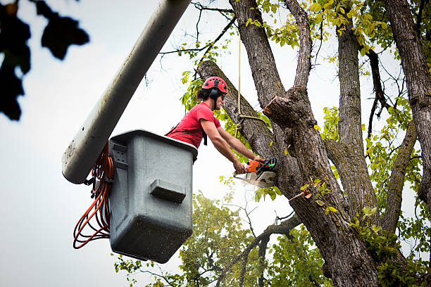 Best Utility Line Clearance  in St Helena, CA