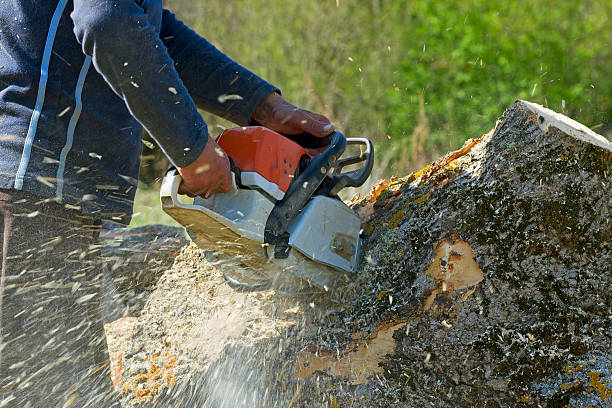 Best Tree Removal  in St Helena, CA